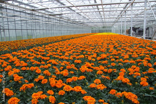 Gartenbau Kulturen Tagetes photo