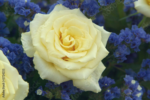 Yellow Rose 1