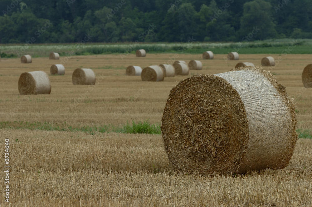 bundle of hay