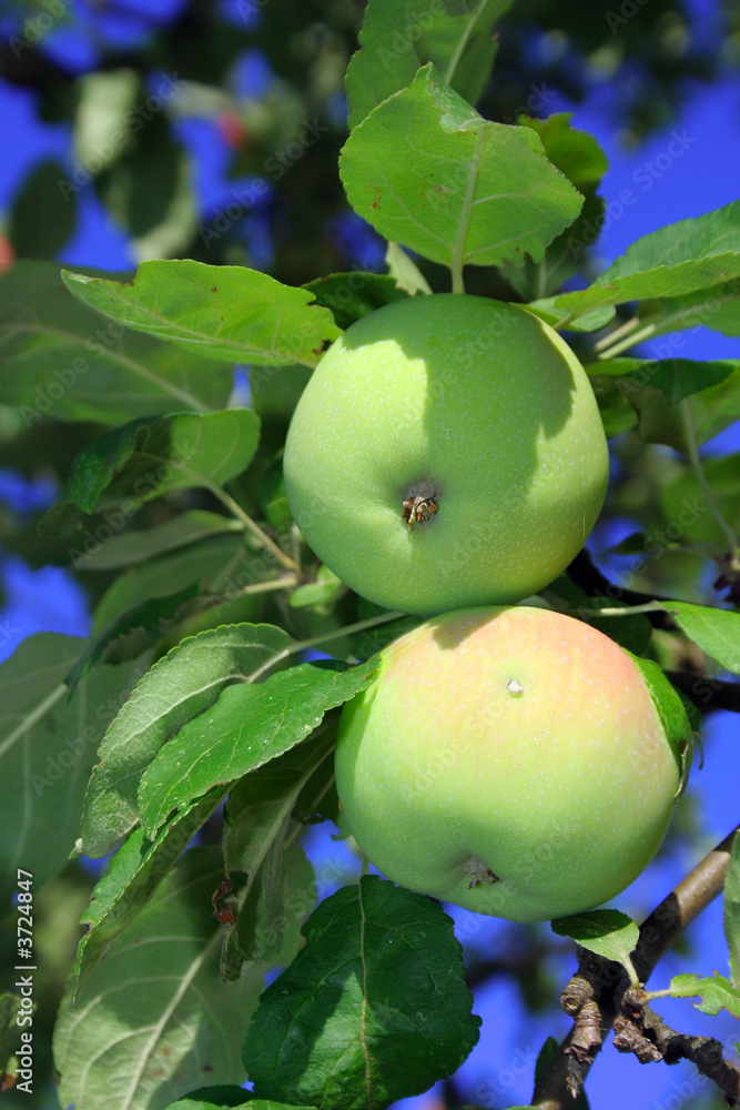 Red and green apples on the tree branch Red and green apples on the tree branch