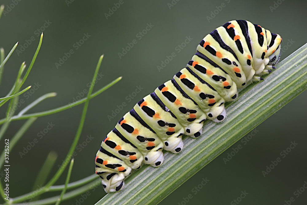 Obraz premium Papilio machaon's caterpillar