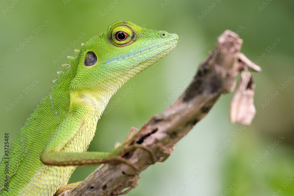 Fototapeta premium Green crested Lizard (Bronchocela cristatella)