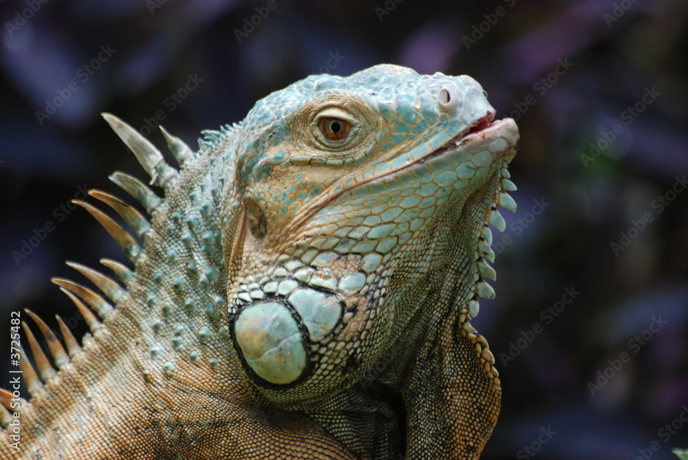 iguane iguane