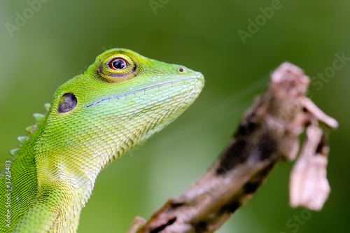 Green crested Lizard (Bronchocela cristatella)