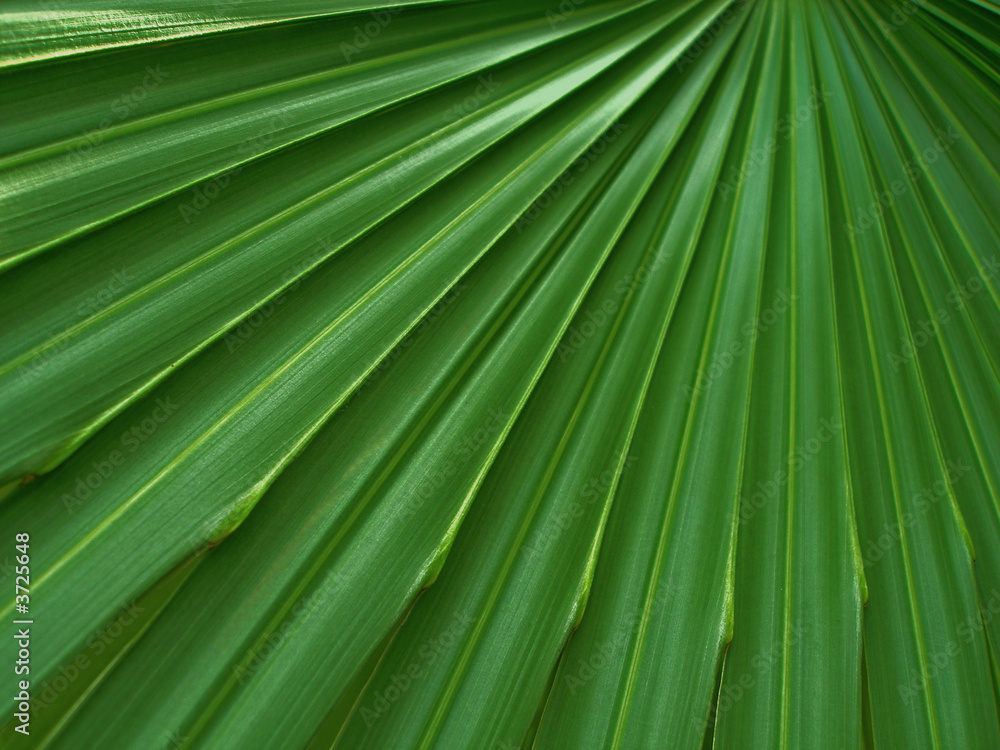 Tropical leaf close up Tropical leaf close up