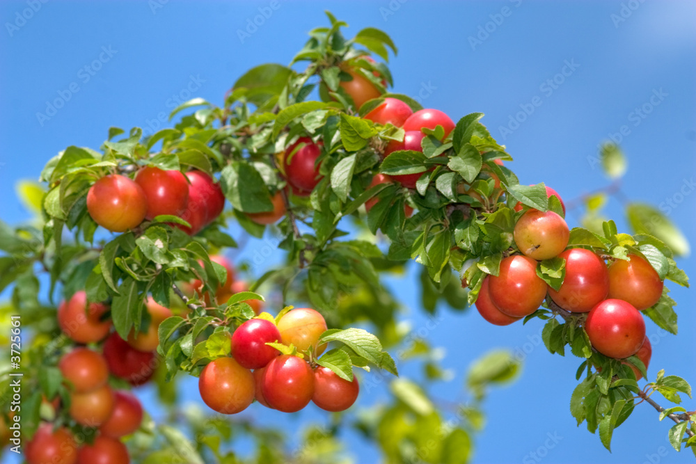 succulent prunes succulent prunes