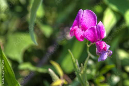 single sweet pea