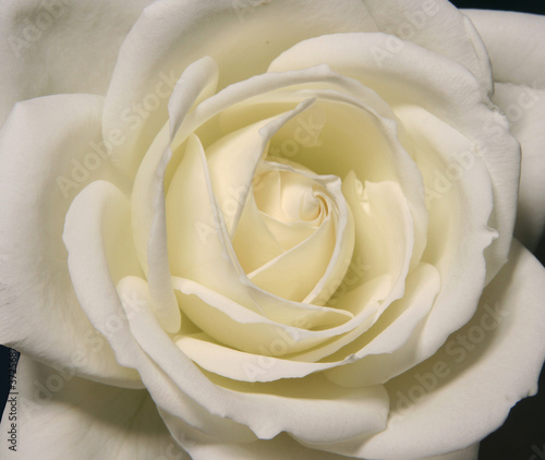Yellow Rose 3