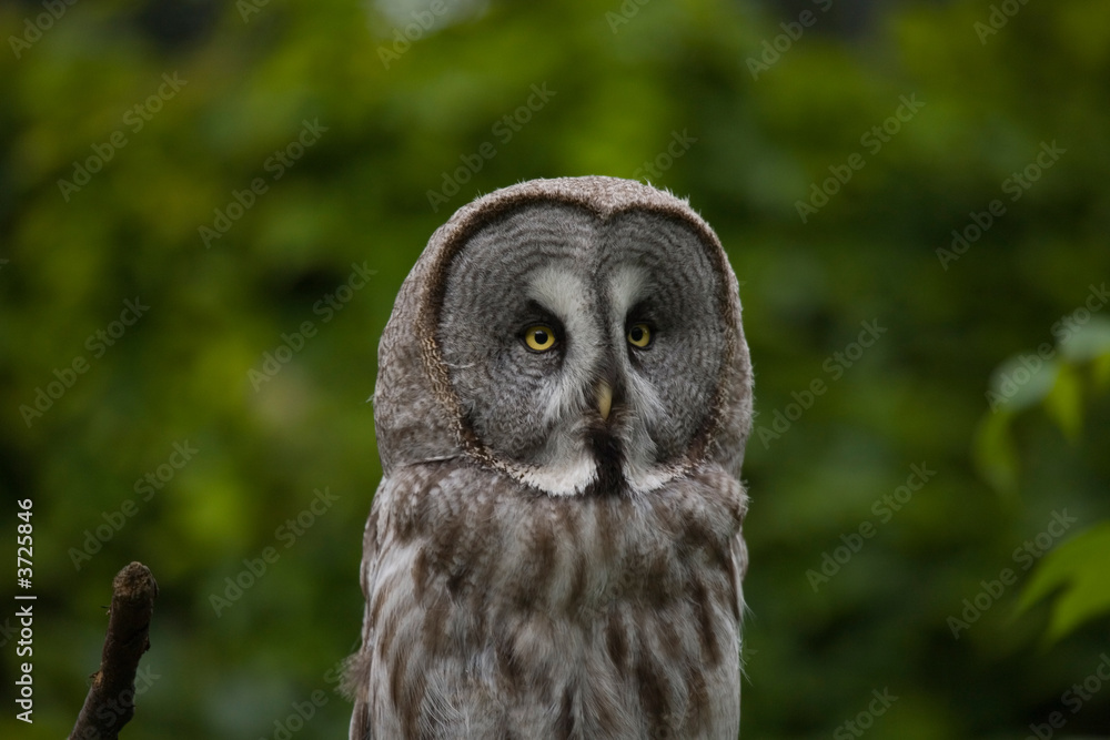 Eagle Owl Bubo bubo Eagle Owl Bubo bubo