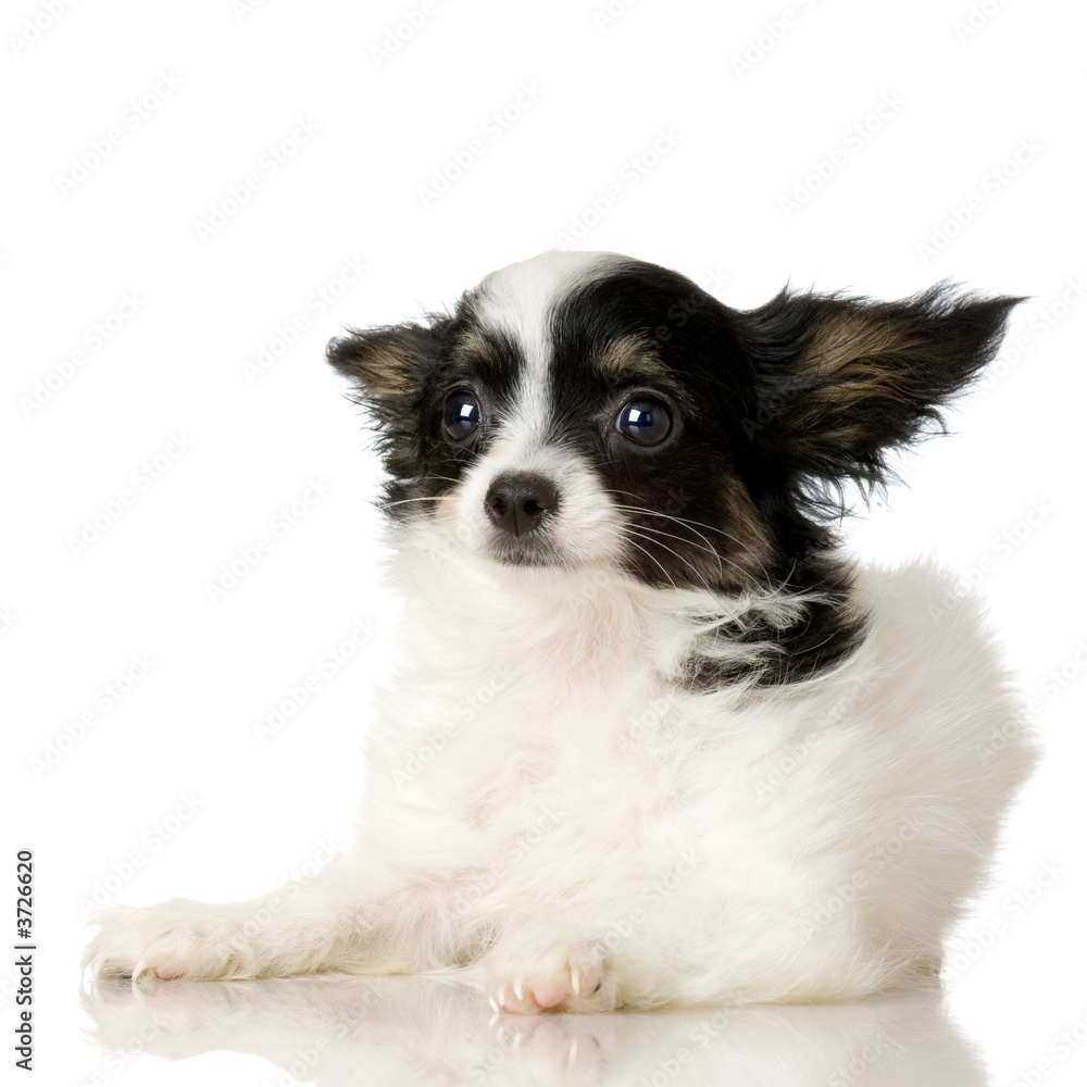 Papillon in front of a white background