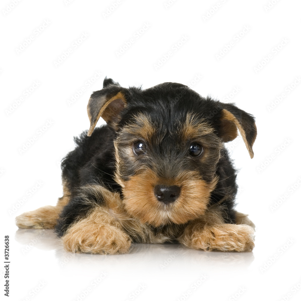 Yorkshire Terrier in front of a white background