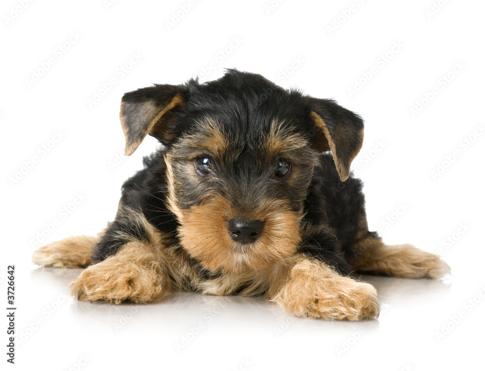 Yorkshire Terrier in front of a white background Yorkshire Terrier in front of a white background