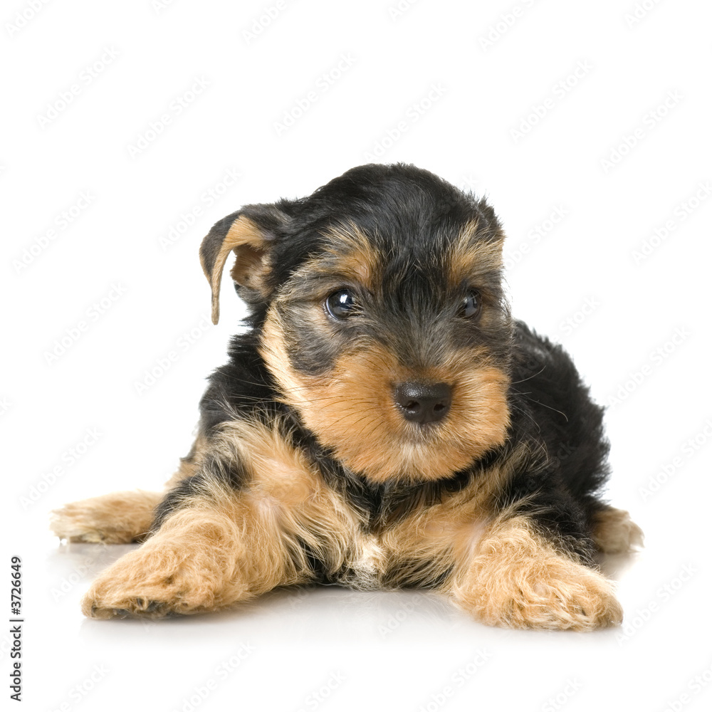 Yorkshire Terrier in front of a white background Yorkshire Terrier in front of a white background