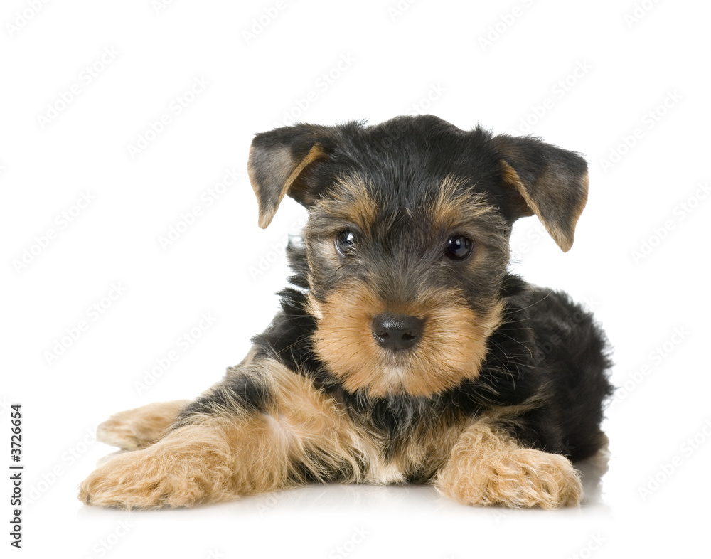 Yorkshire Terrier in front of a white background