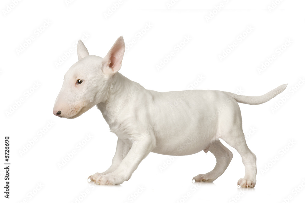 Bull Terrier in front of a white background