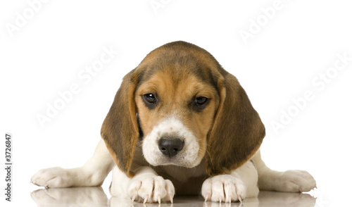 Obraz na plátně Beagle in front of white background