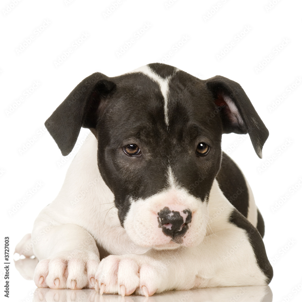American Staffordshire terrier in front of a white background