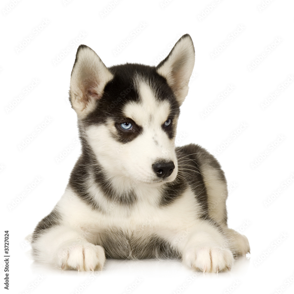 Siberian Husky puppy in front of a white background