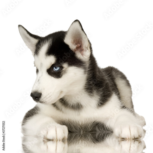 Siberian Husky puppy in front of a white background