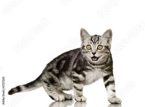 British Shorthair in front of a white background