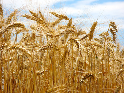 schönes sommerliches Getreidefeld bereit für die Ernte photo