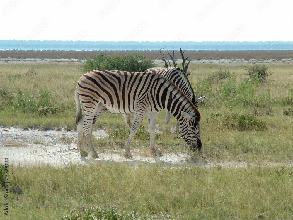 Fototapeta premium Zebras in Etosha Pan in Namibia Africa
