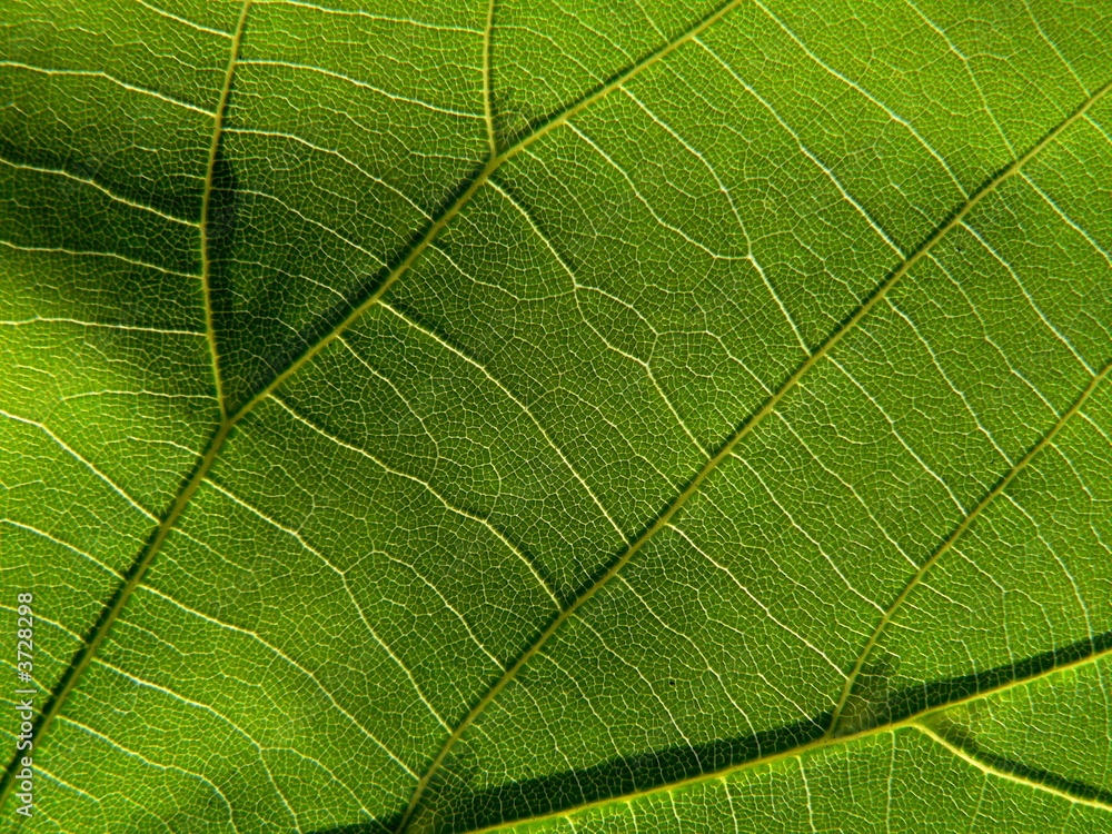 green leaf 5 green leaf 5