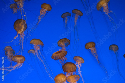 a group of jellyfish in an aquarium