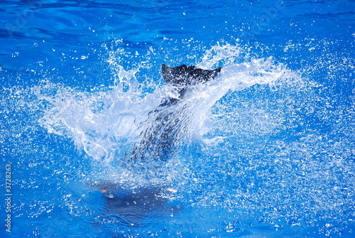 saut dauphin © Fred