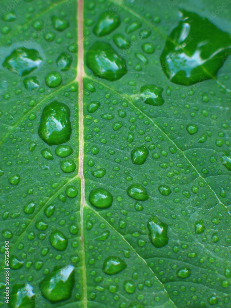 Goutte d'eau sur feuille Goutte d'eau sur feuille