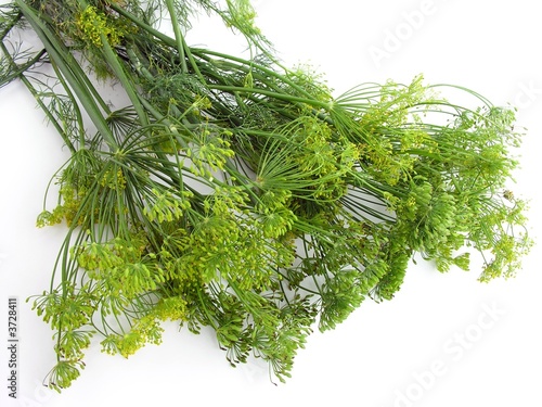 Photography blooming dill for cucumber preserve pickling