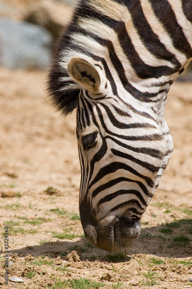 Zebra