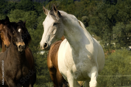 Fototapeta Naklejka Na Ścianę i Meble -  White horse in front of a herd of dark horses