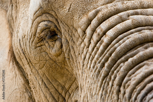 Elephant Eye
