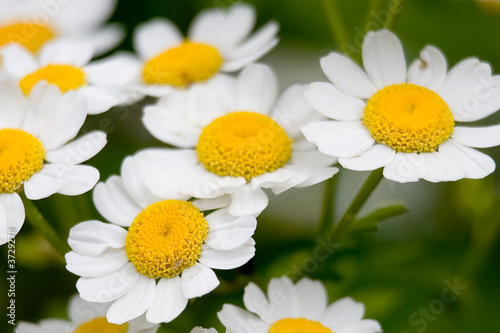 Daisies