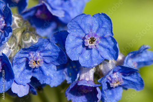 Small Blue Flowers