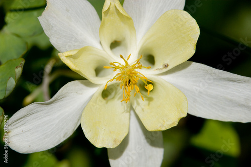 Aquilegia