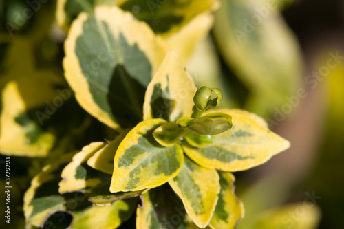 Bud