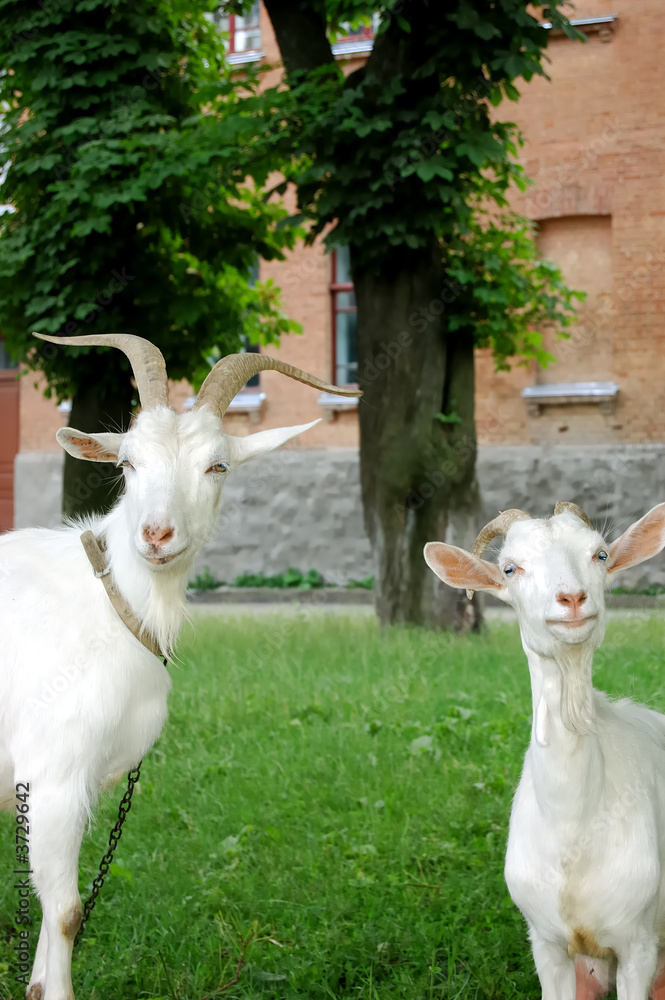 Obraz premium goats pasture in small town