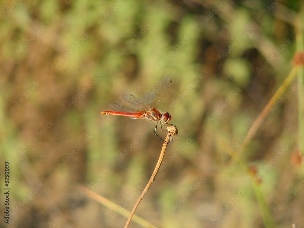 Libellula Libellula