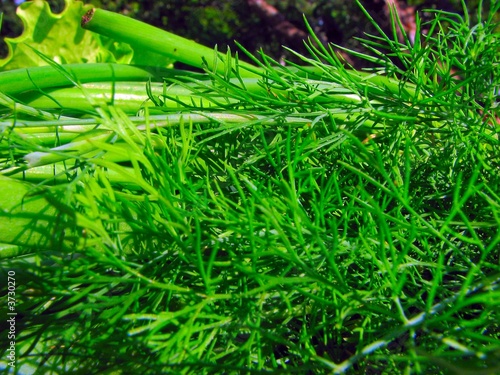 fresh dill