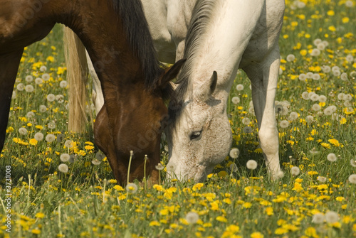 Grazing together