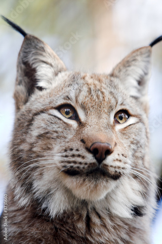 Siberian lynx kitten pays no attention for a photographer