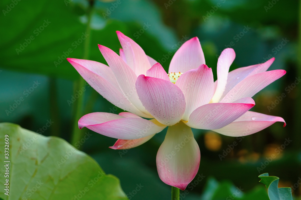 A bloomed lotus flower