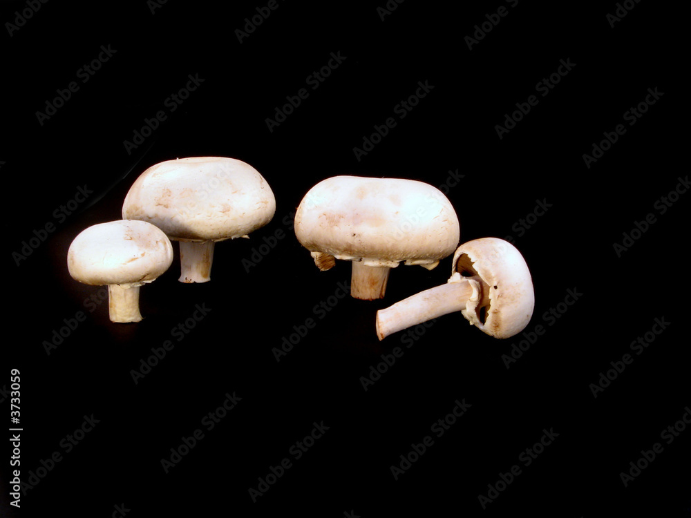 fungi fungi