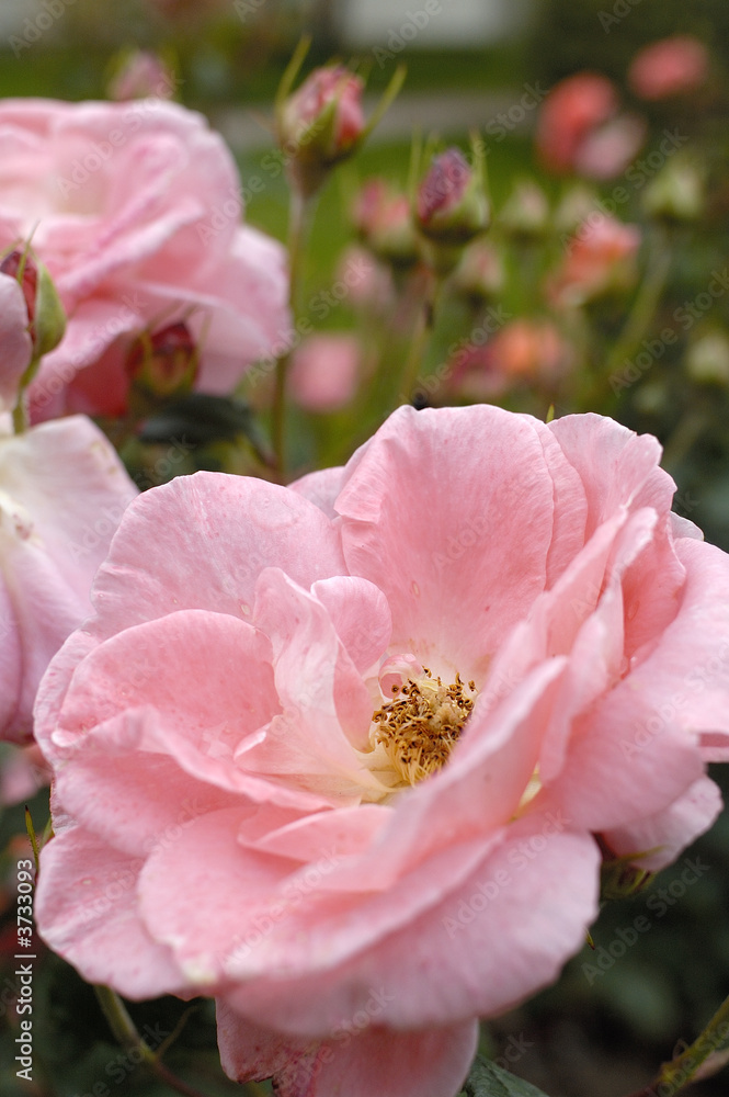 Fototapeta premium rose du jardin