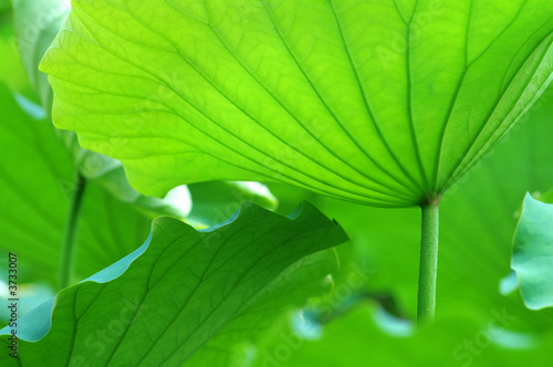 Lotus leaves