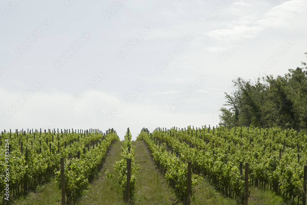vineyard with grapes straight in a row