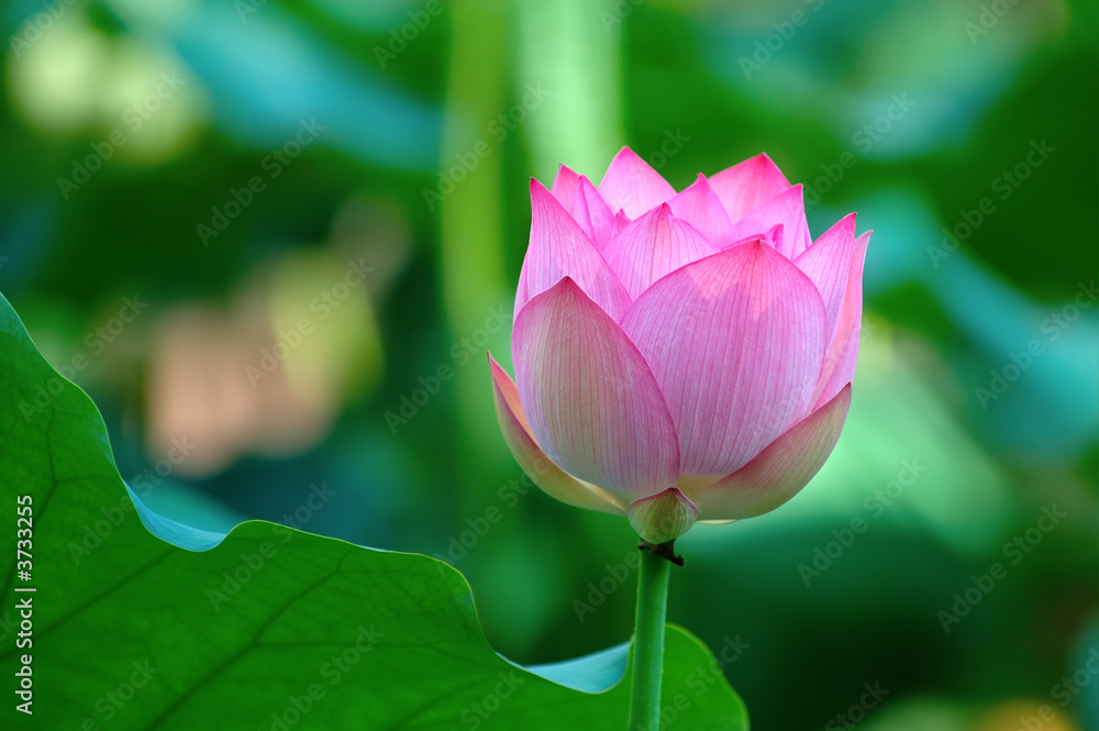 Pink lotus flower