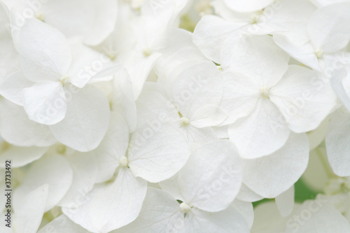 Background of white hydrangea